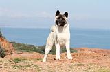 AKITA AMERICAIN 172